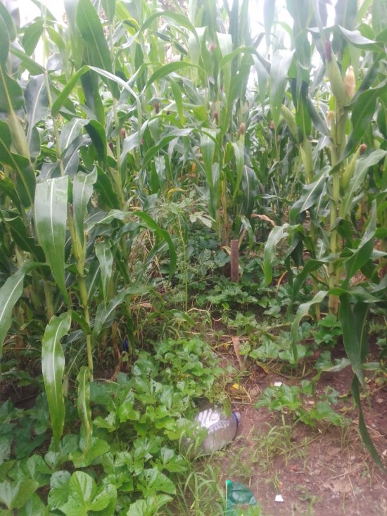 lote-venda-bairro-jardim-petropolis-betim-1081322