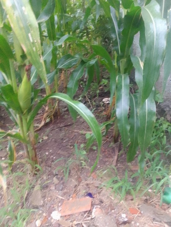 lote-venda-bairro-jardim-petropolis-betim-1081342