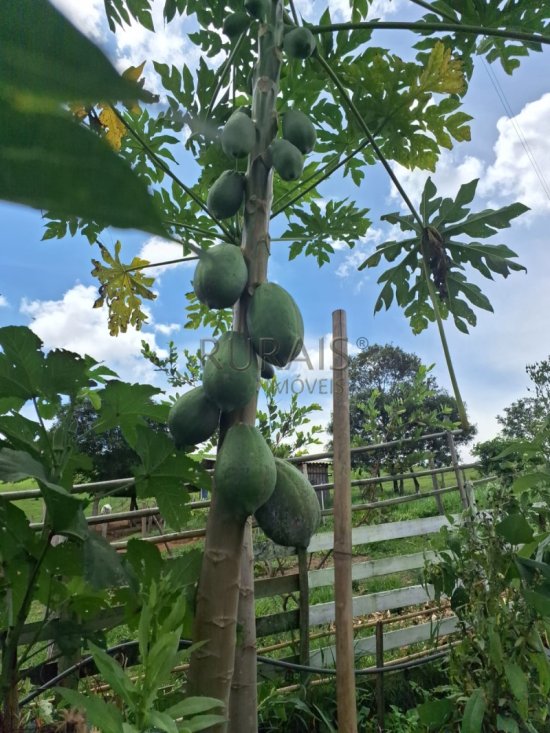 fazenda-venda-piedade-dos-gerais-935863