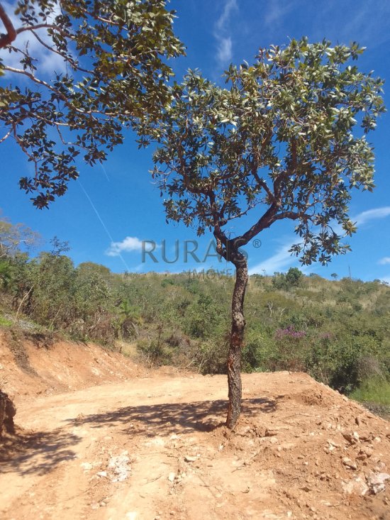 chacara-venda-fazendinha-olhos-daagua-mateus-leme-1117535